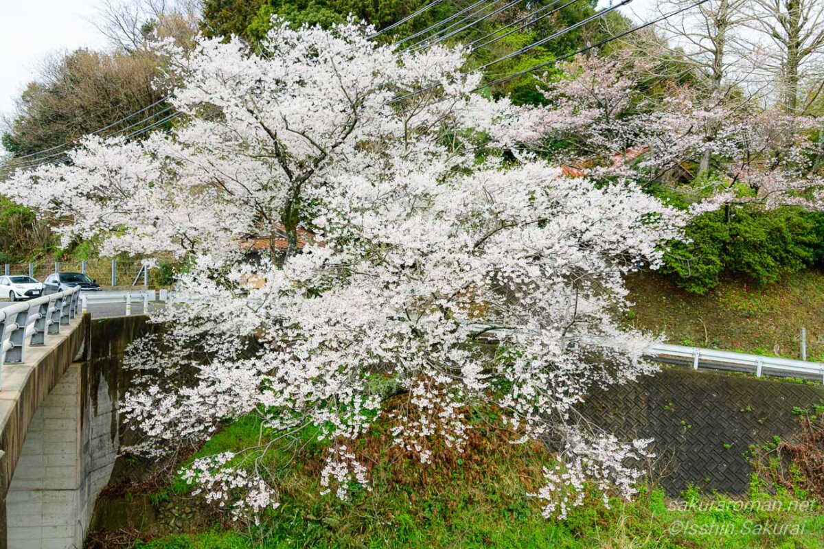 川沿いの斜面に咲く浜田市三隅町の一本桜「佐々木桜」