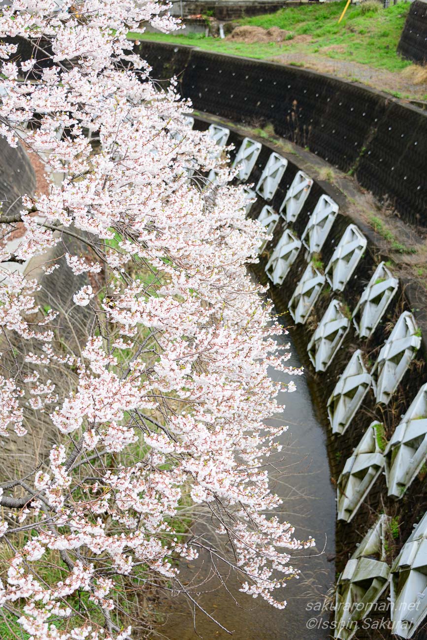 島根県浜田市三隅町の佐々木桜が川沿いに咲く様子