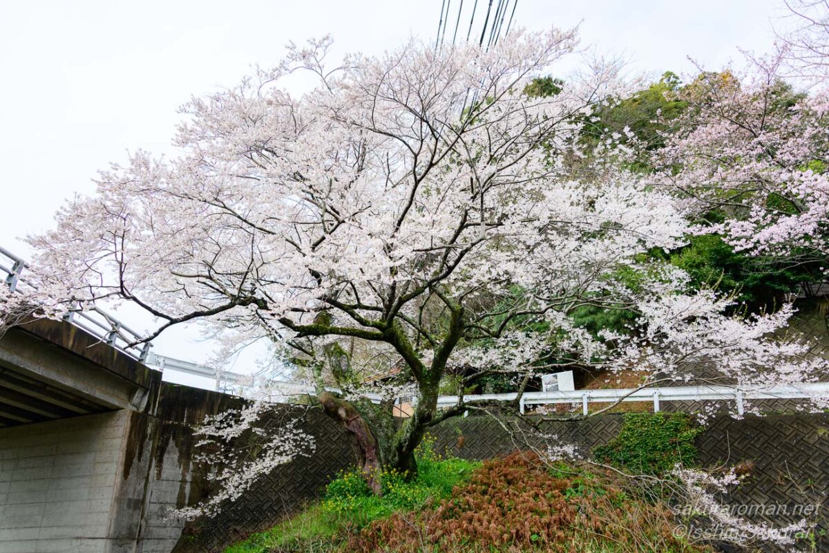 橋のたもとに立つ島根県浜田市三隅町の佐々木桜