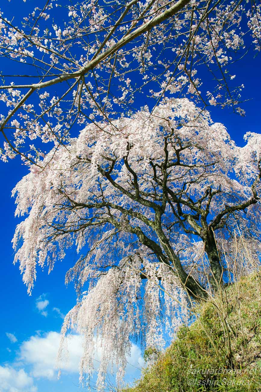丘の斜面から見上げた福島県三春町の芹ヶ沢桜