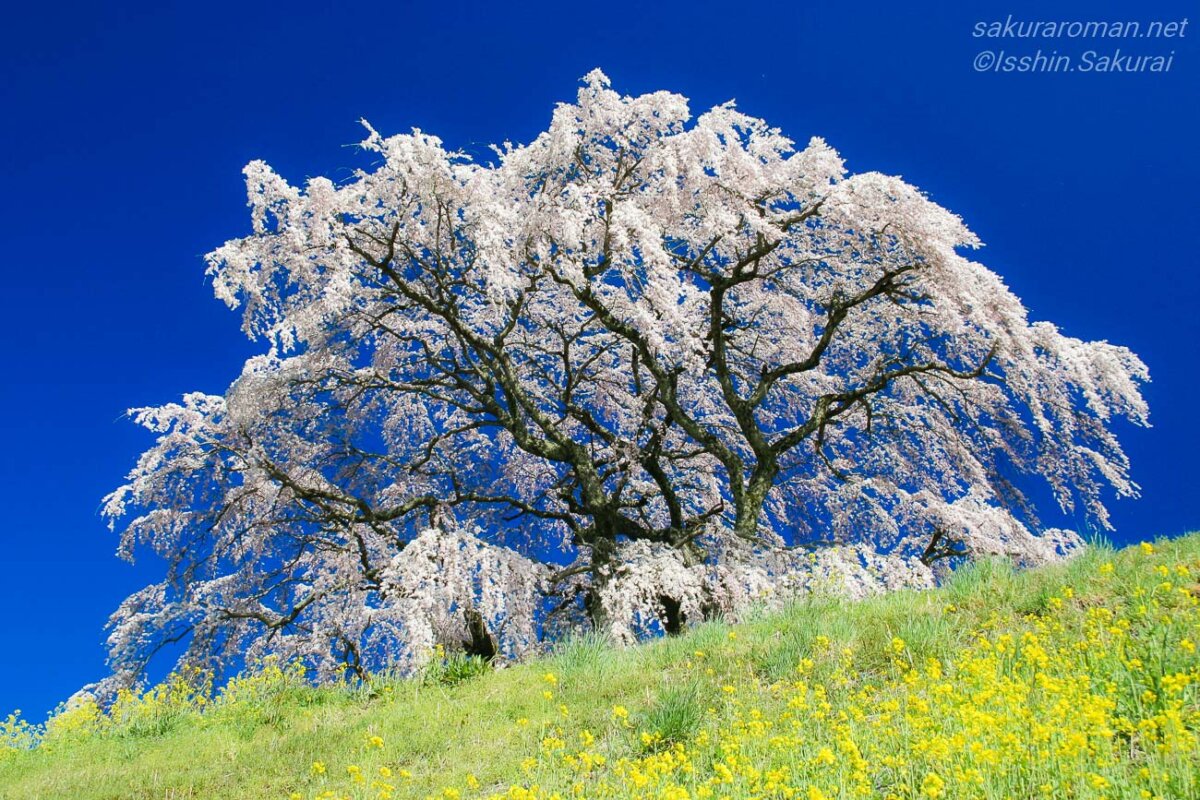 福島県三春町の丘の上に咲く芹ヶ沢桜と菜の花