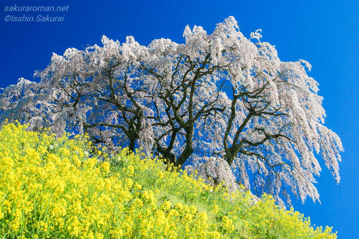 菜の花越しに見上げる福島県三春町の芹ヶ沢桜