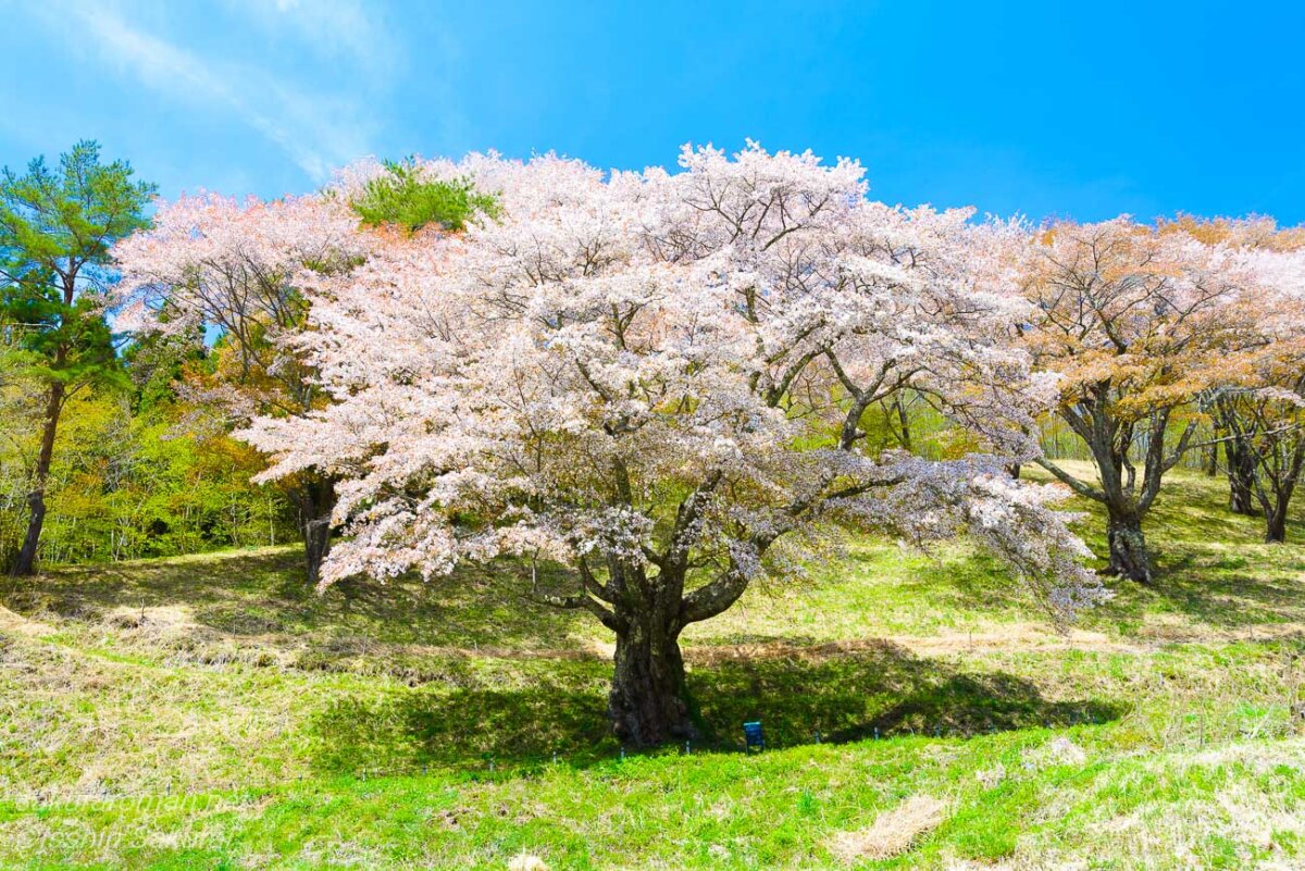 春の青空の下で満開に咲く新田の大山桜