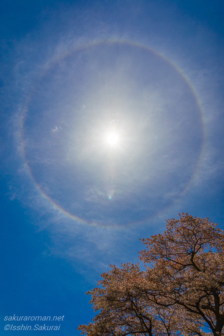 福島県いわき市の新田の大山桜の上空に現れた日暈(ハロ)