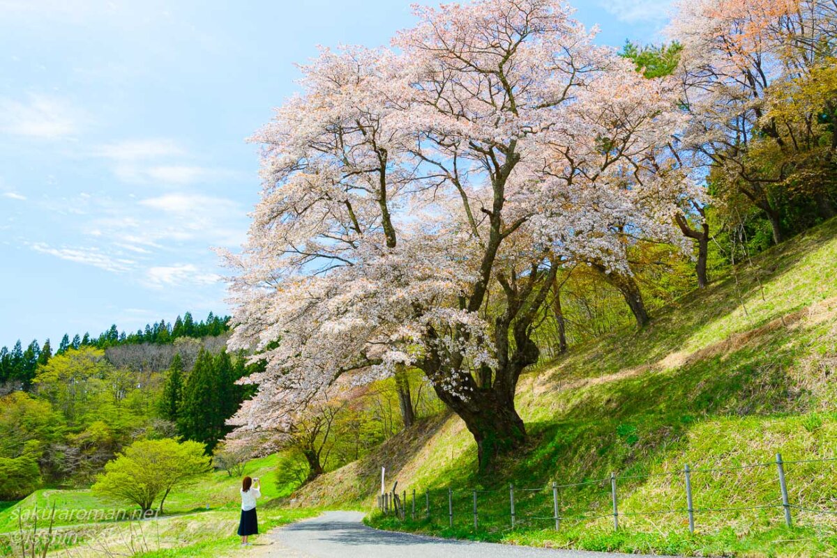 福島県いわき市三和町の新田の大山桜を撮影する女性