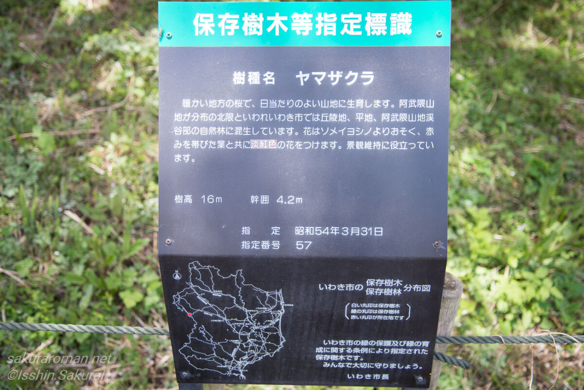 新田の大山桜に設置されたヤマザクラの保存樹木指定標識
