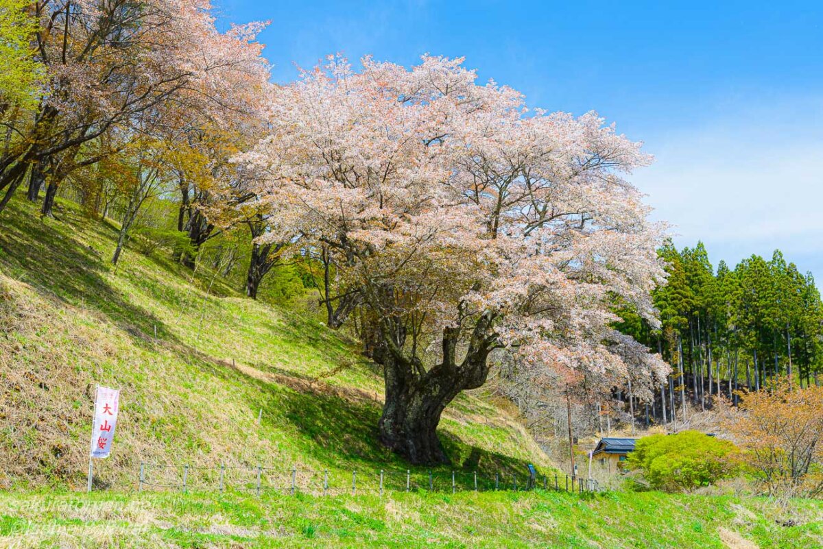 山里の斜面に立つ満開の新田の大山桜