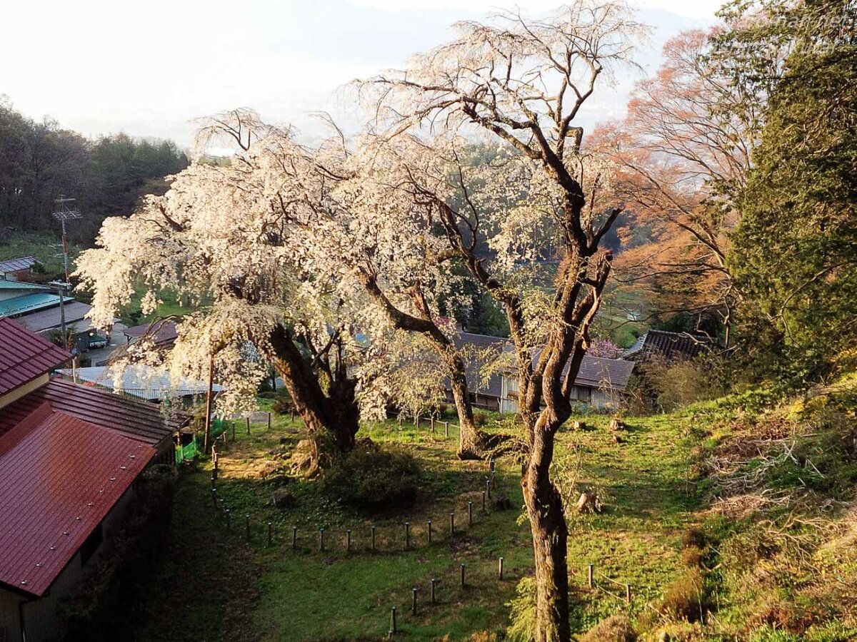 旧山千寺観音堂付近から見下ろす信玄駒つなぎの桜