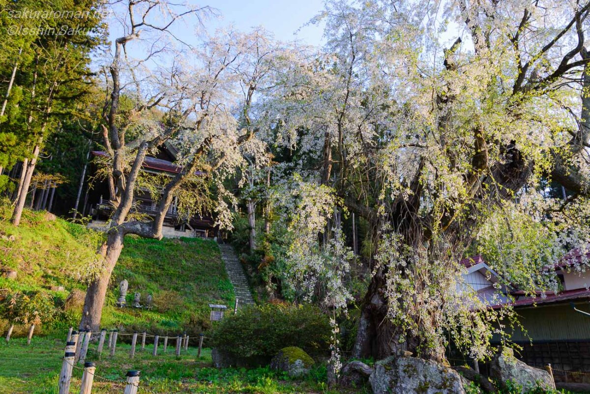 旧山千寺観音堂へ続く石段と信玄駒つなぎの桜