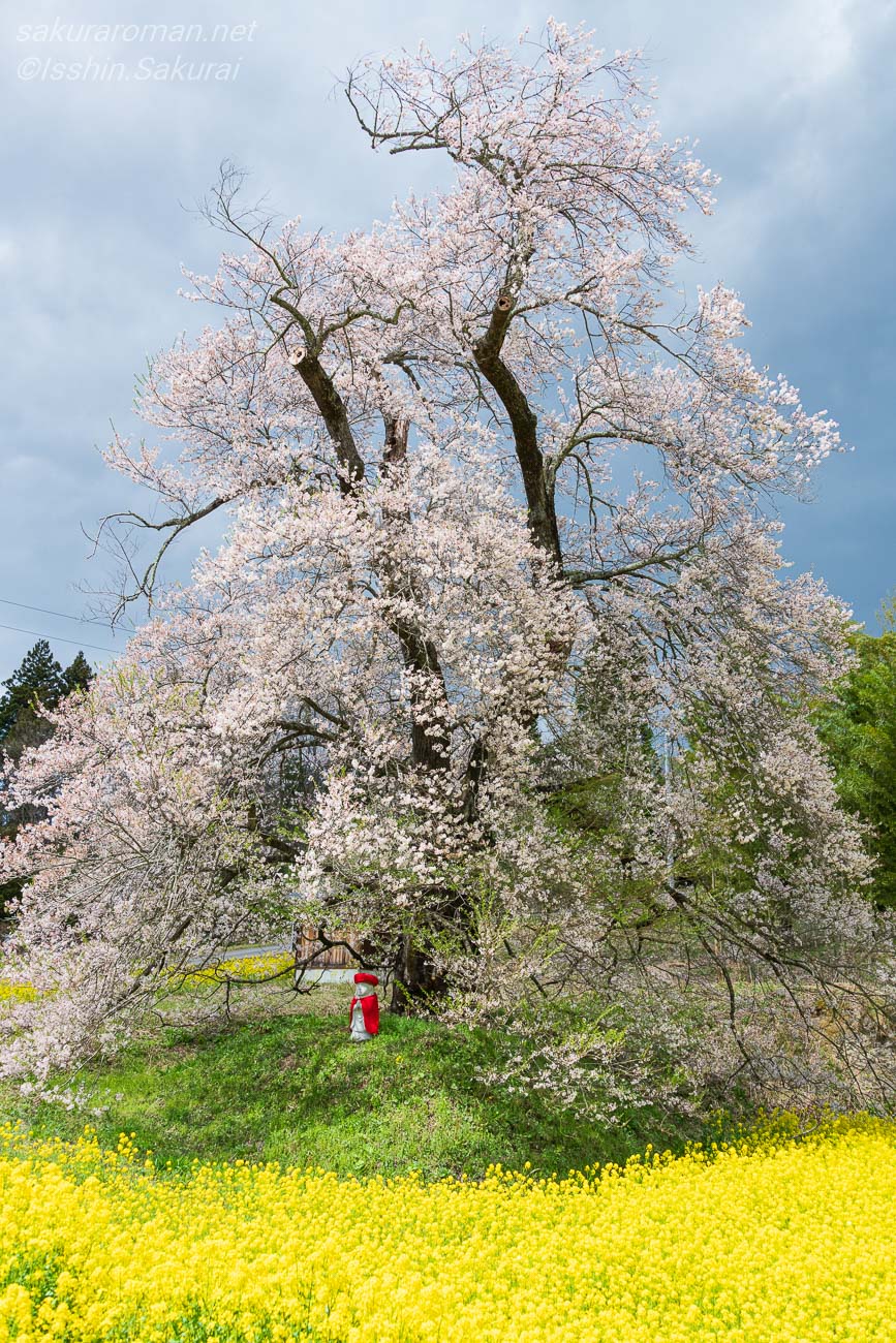菜の花畑の向こうに立つ満開の惣兵衛桜と赤い前掛けのお地蔵さん