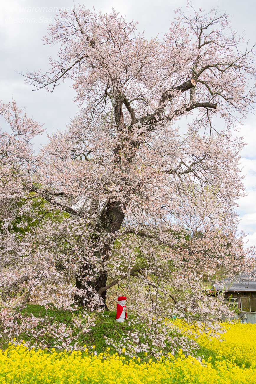 菜の花に囲まれた惣兵衛桜を横から望む春の風景