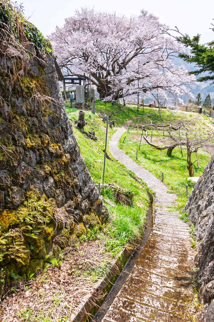 山里の路地から見える素桜神社の神代桜。小道の先に咲く古木の一本桜。