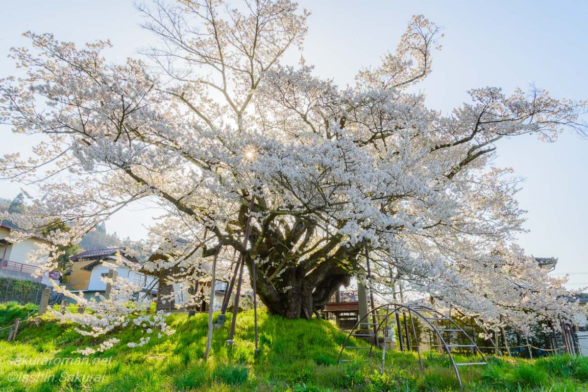 朝の逆光に照らされて咲く素桜神社の神代桜。長野市泉平の山里に立つ古木の一本桜。