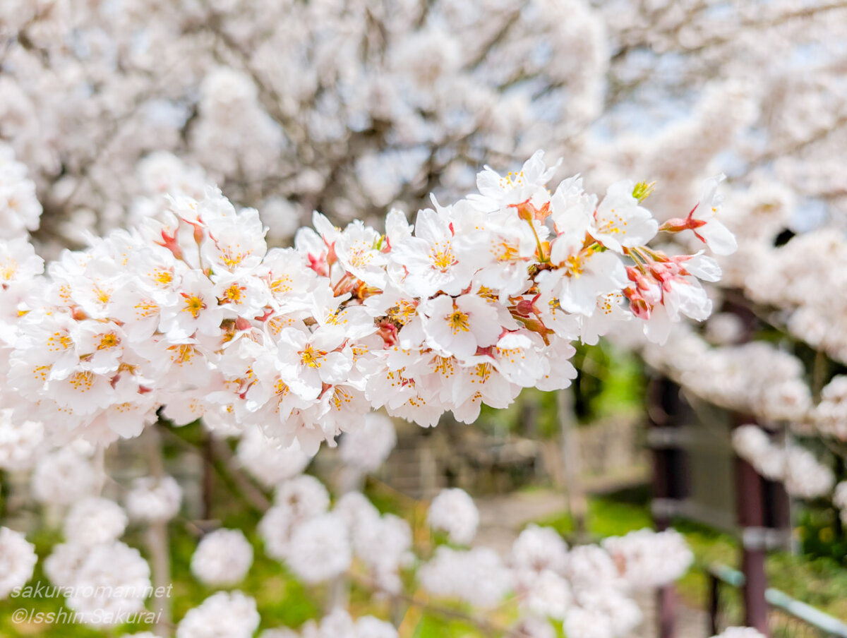 素桜神社の神代桜の白い花。満開の枝先に咲く可憐な桜の花びらと、背景に広がる古木の花景色。
