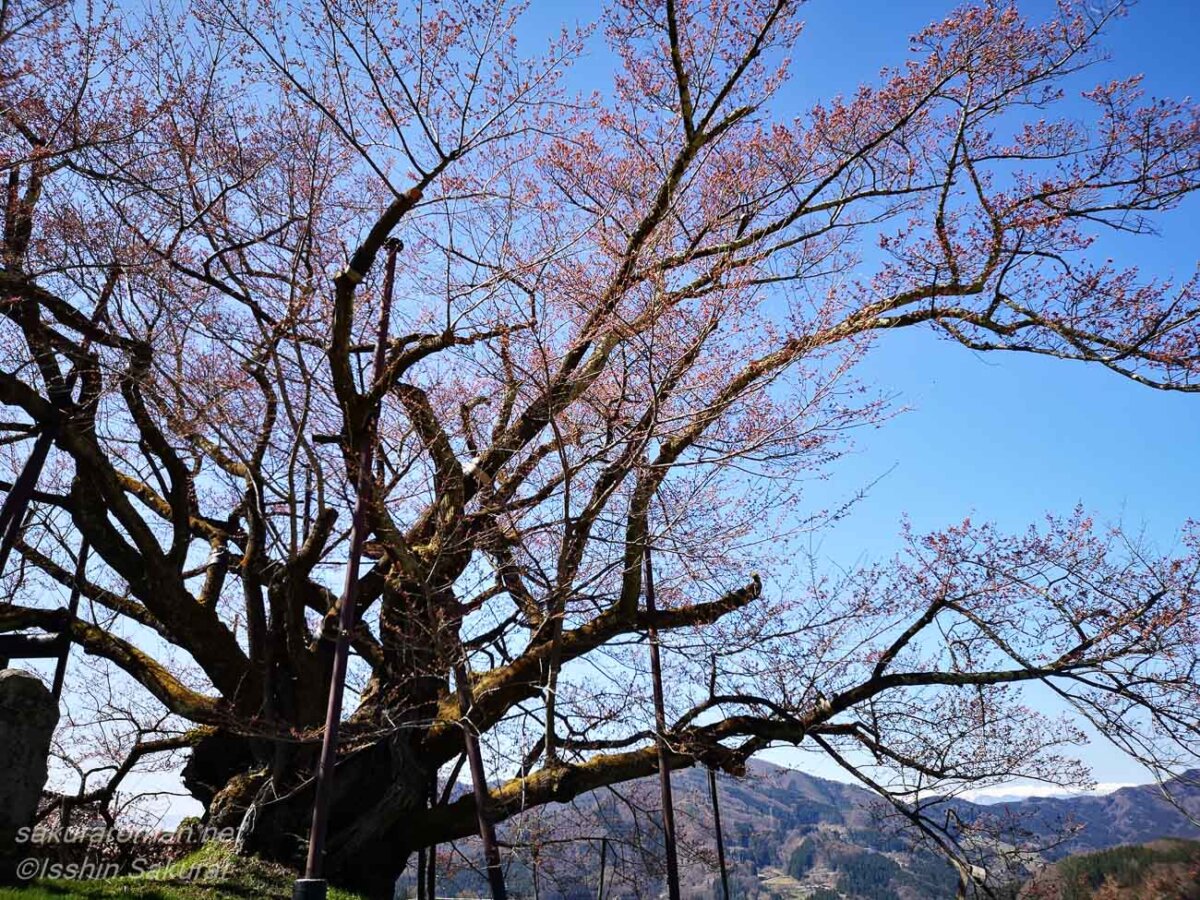 つぼみの時期に訪れた素桜神社の神代桜。青空の下で大きく枝を広げる長野市泉平の古木の一本桜。