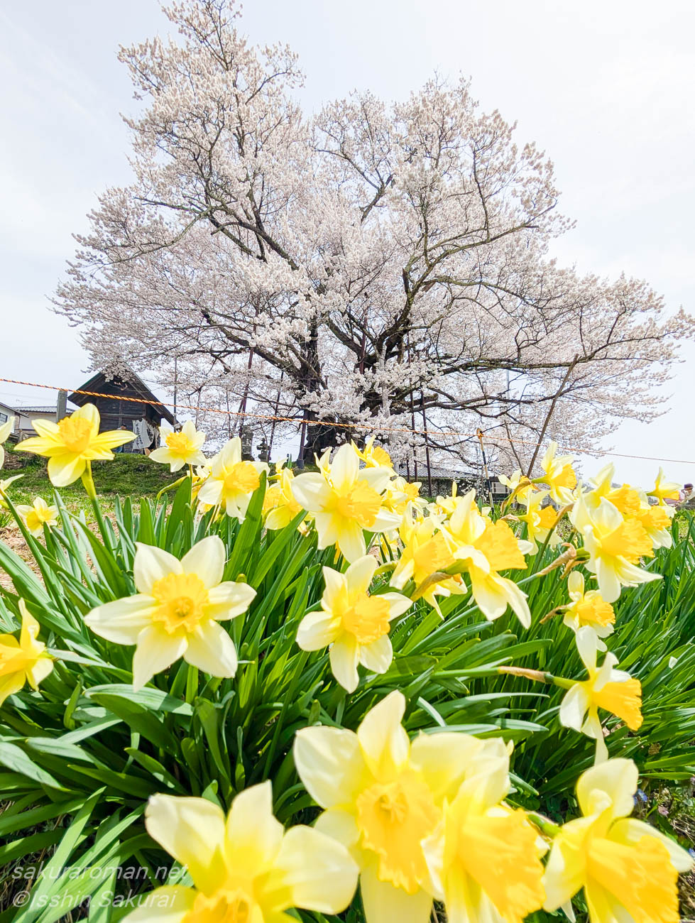 黄色い水仙の向こうに咲く素桜神社の神代桜。春の花に彩られた長野市泉平の山里の一本桜。