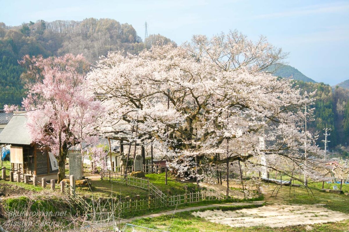 山里に咲く素桜神社の神代桜。周囲の山並みと社殿を背景に広がる古木の一本桜。