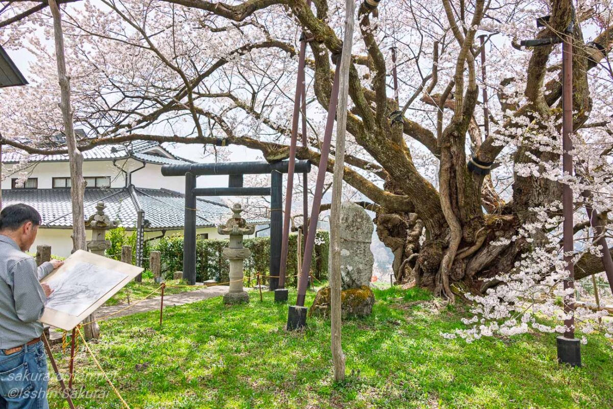素桜神社の神代桜を写生する人。鳥居と古木の幹のそばで、静かに春の一本桜と向き合う情景。