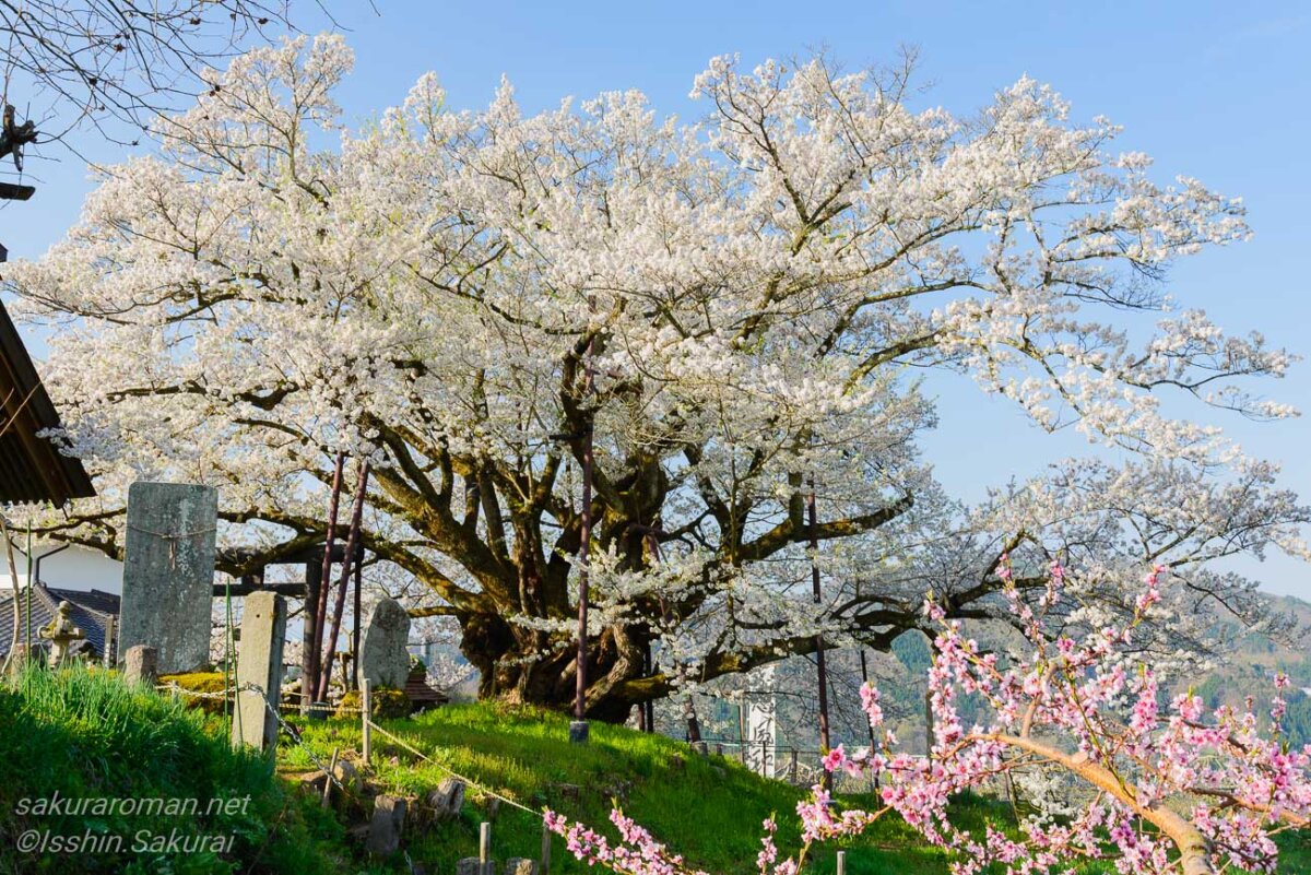 春の山里に咲く素桜神社の神代桜。白い花を広げる古木と、手前に咲くピンクの花が彩る長野市泉平の一本桜。