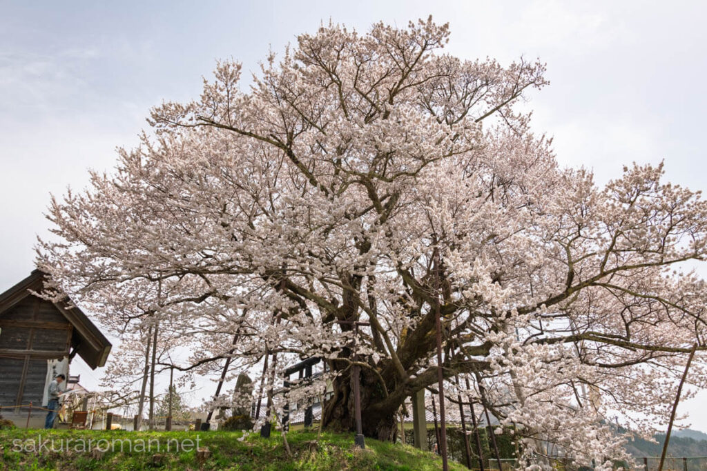 小高い丘に立つ素桜神社の神代桜。苔むした太幹と複数の支柱、左手の社殿、下枝まで密に咲いた白花が画面いっぱいに広がる春景