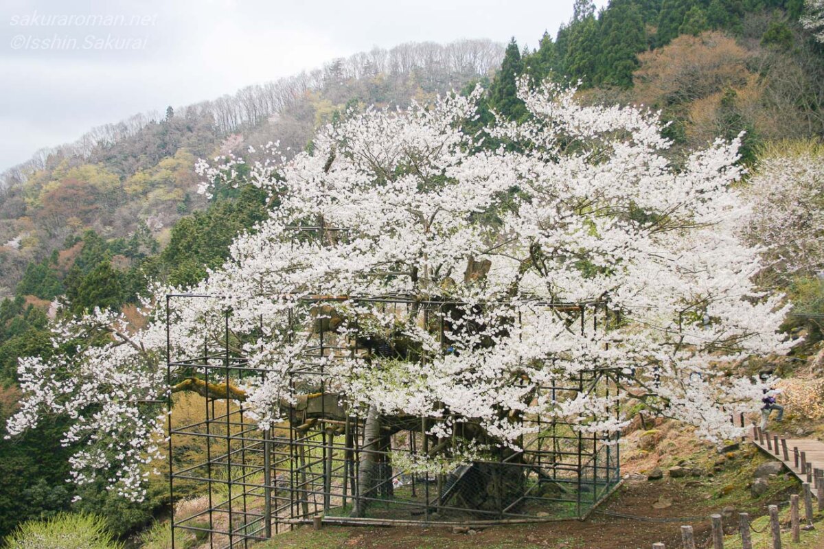 2011年に撮影した満開の樽見の大桜