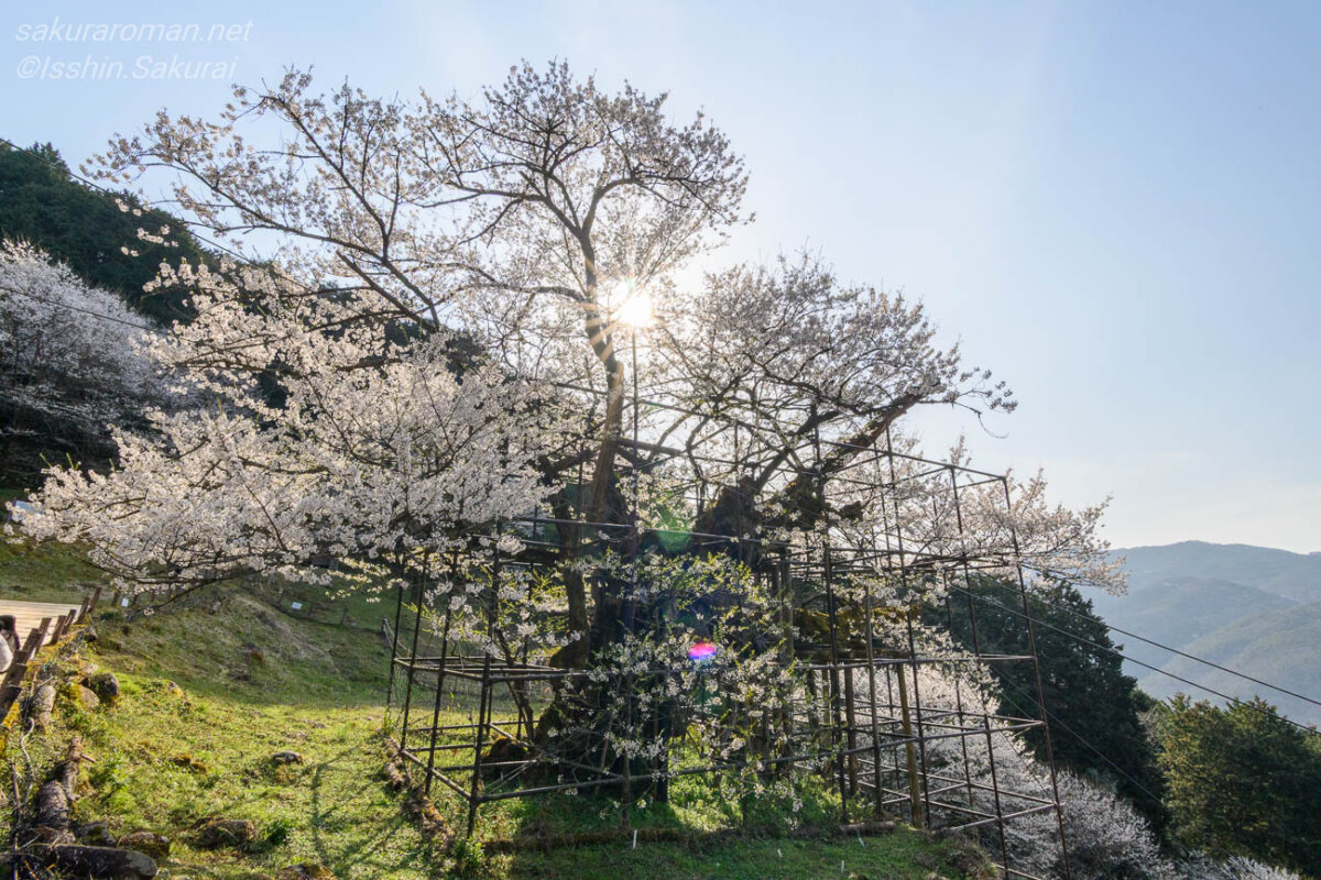 夕方の光を受けて咲く樽見の大桜と山並み