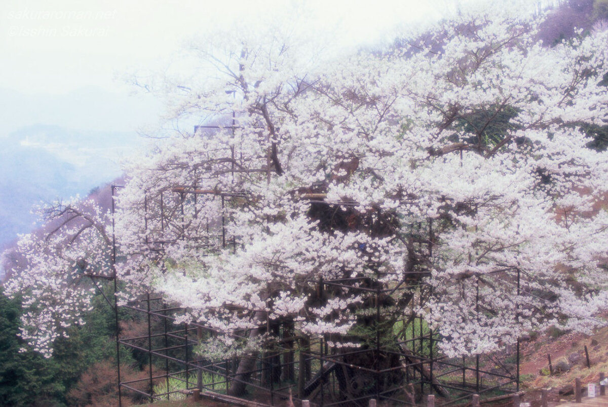 フィルムで撮影した柔らかな光に包まれる樽見の大桜