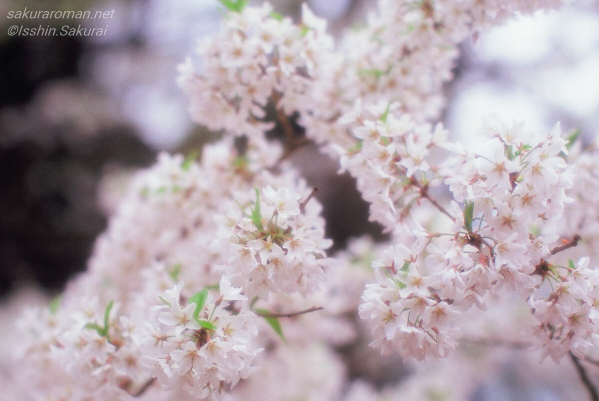 フィルムで撮影した樽見の大桜の淡い花びら