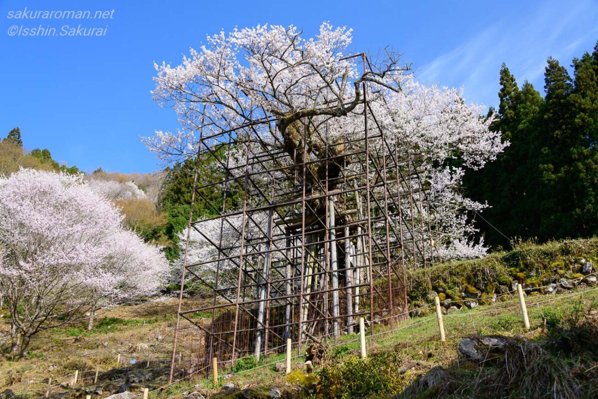 青空の下で満開を迎えた兵庫県養父市の樽見の大桜