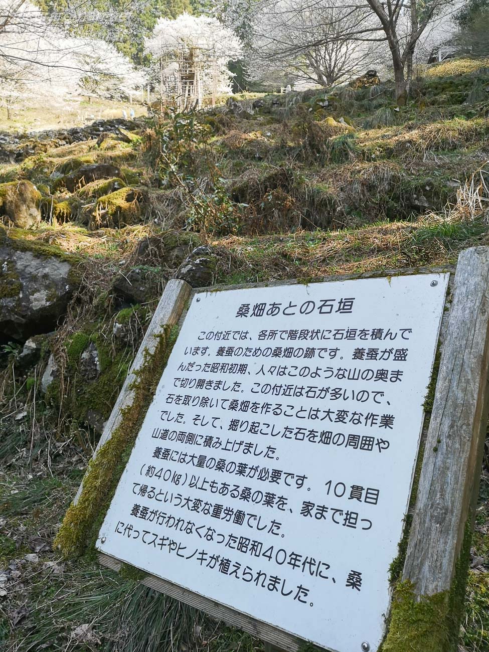 樽見の大桜周辺に残る桑畑あとの石垣を説明する看板