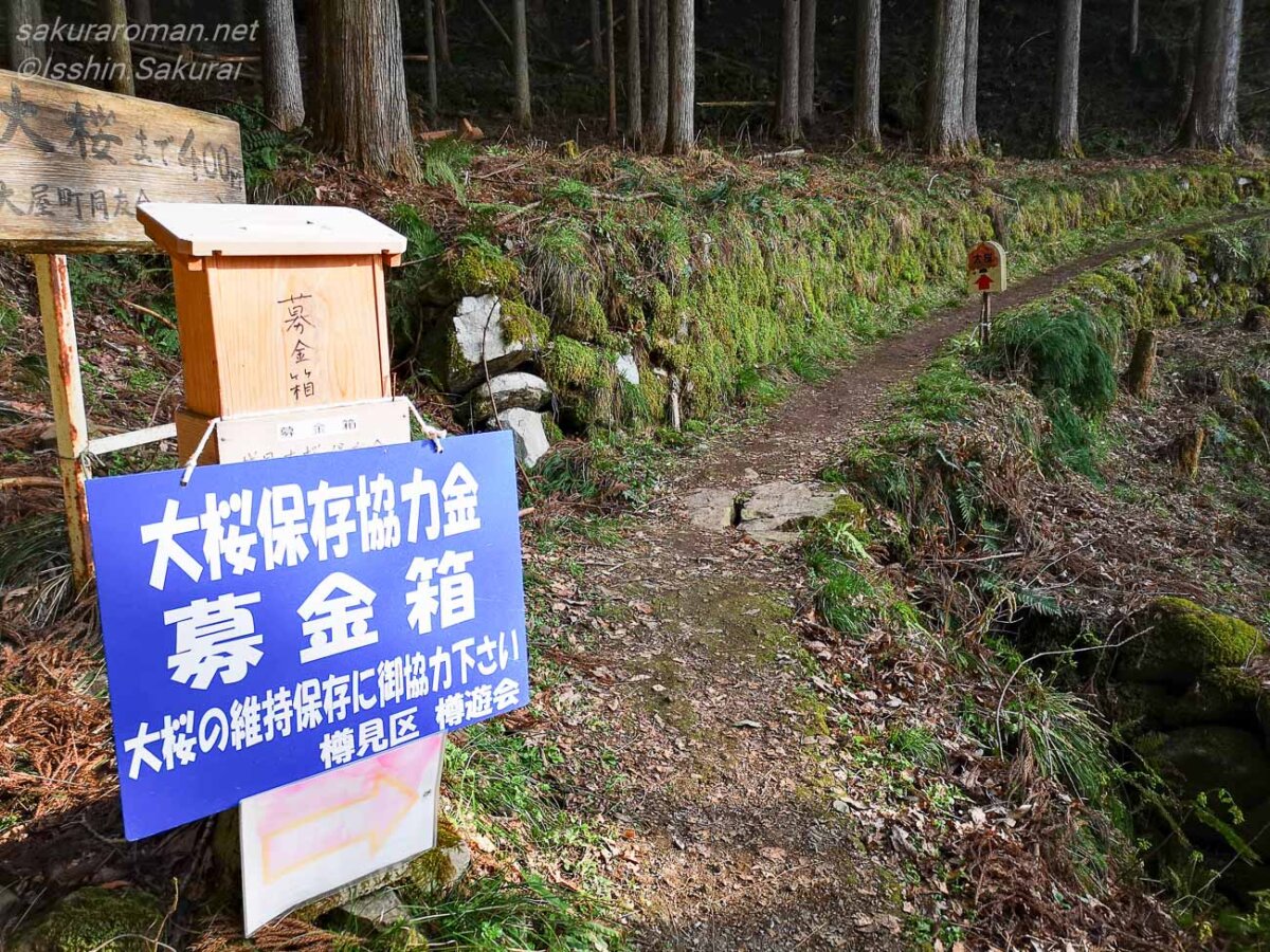 樽見の大桜へ向かう山道と大桜保存協力金の募金箱