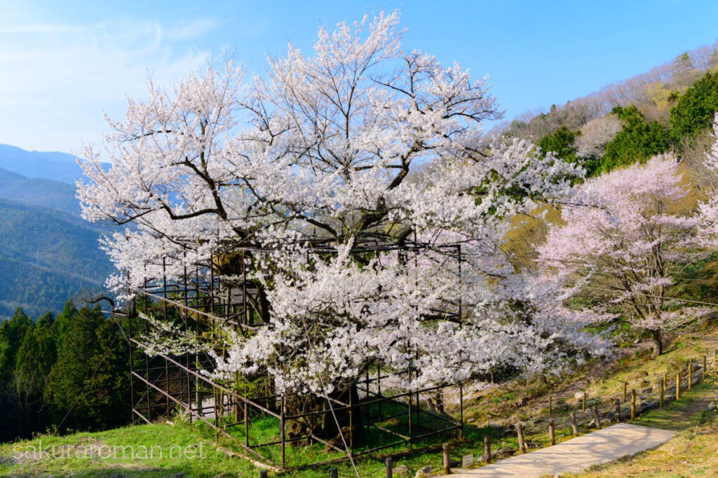 斜面に立つ樽見の大桜。鉄骨の保護枠と支柱に守られた太幹から枝が四方へ伸び、手前の遊歩道と背後の山並み、周囲の桜林まで写る快晴の春