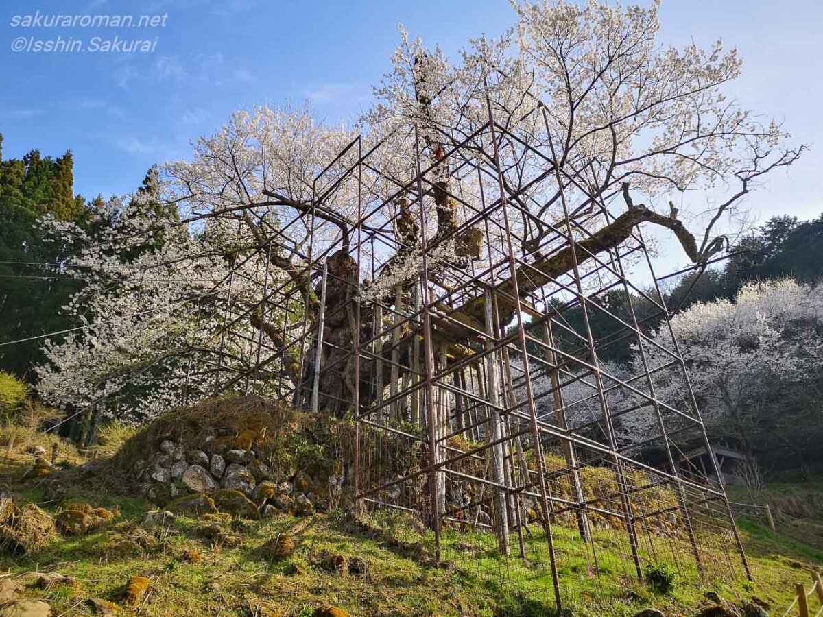 多くの支柱に支えられながら花を咲かせる樽見の大桜