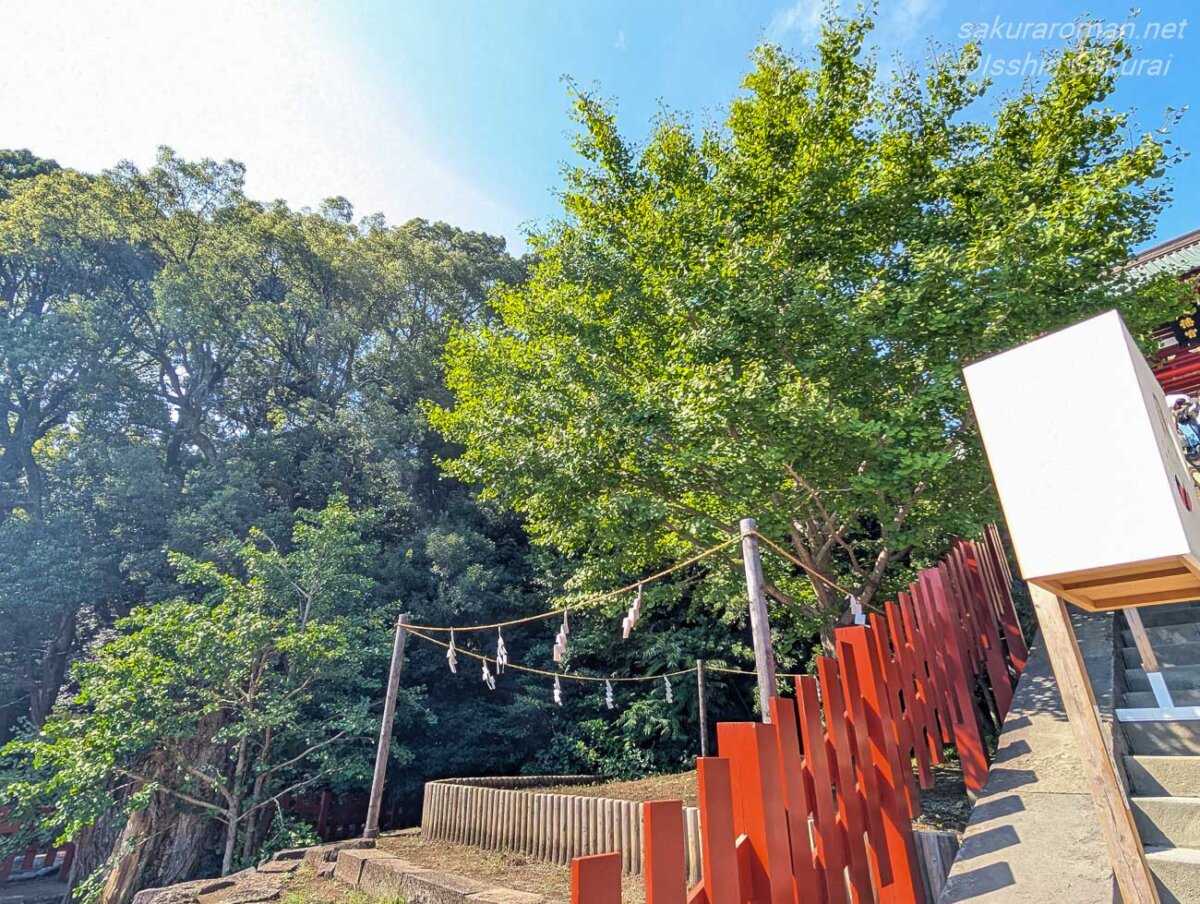 鶴岡八幡宮の大石段脇で育つ銀杏二本と現在の境内