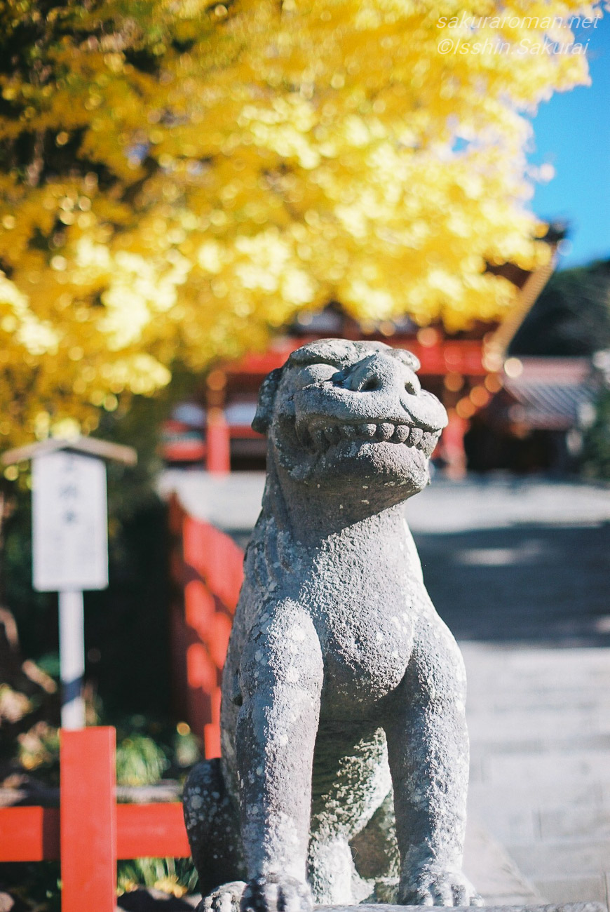 狛犬の向こうに黄金色の大銀杏と鶴岡八幡宮の社殿を望む在りし日の風景