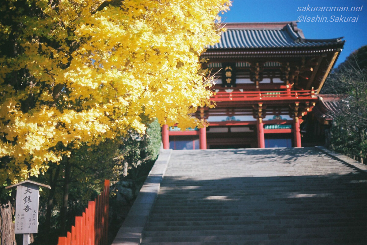 大石段と楼門の脇に立っていた在りし日の鶴岡八幡宮の大銀杏