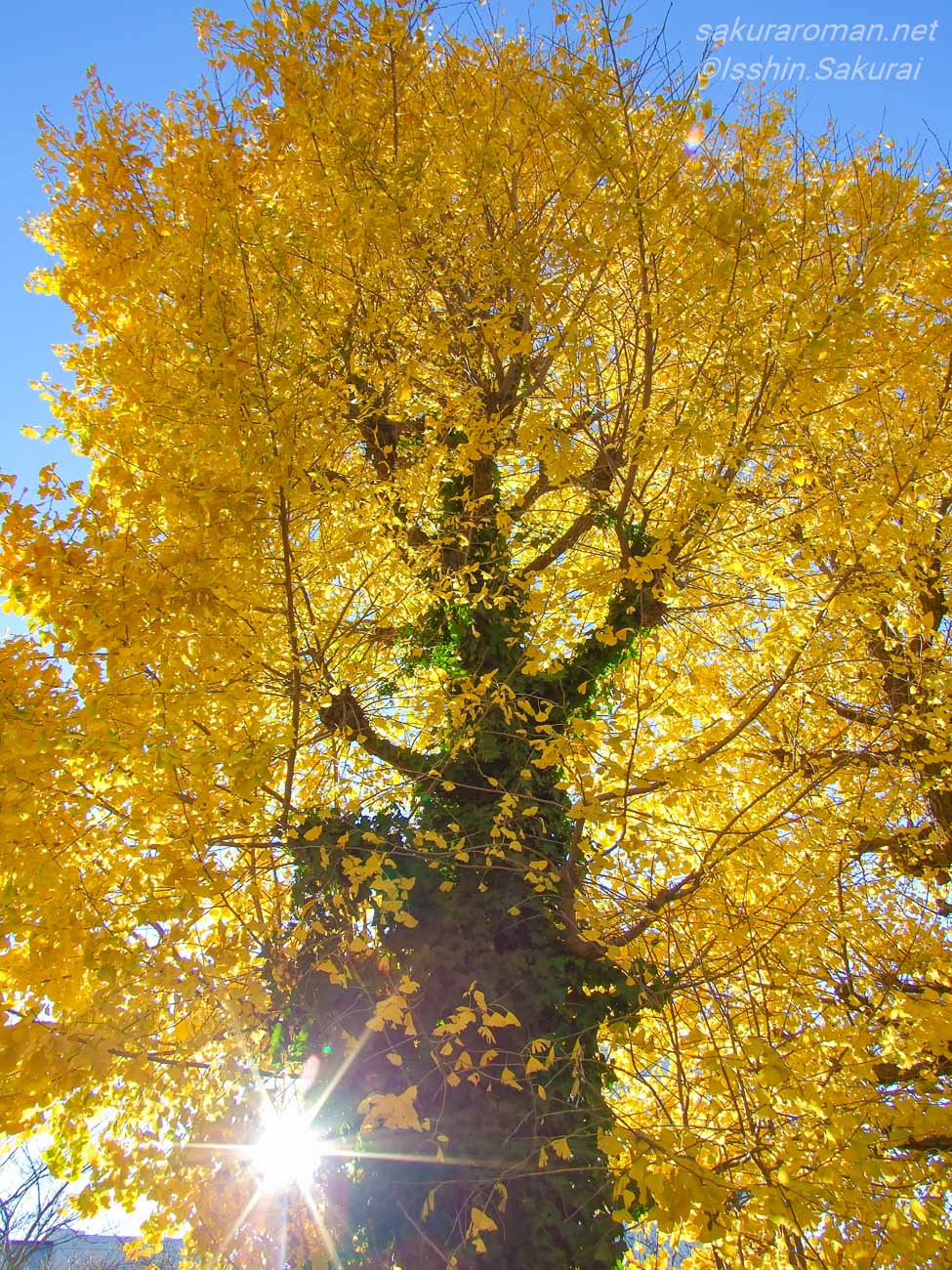 黄金色に紅葉した鶴岡八幡宮の大銀杏を太い幹の下から見上げる。差し込む太陽の光がアクセントとなっている。