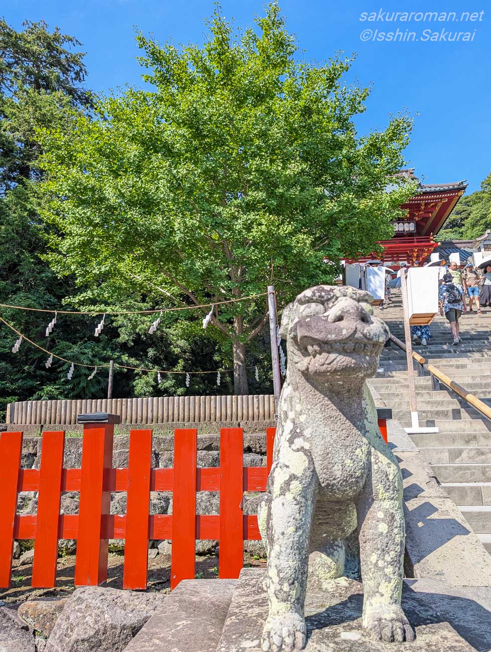 狛犬の向こうに見える鶴岡八幡宮の大石段脇の銀杏