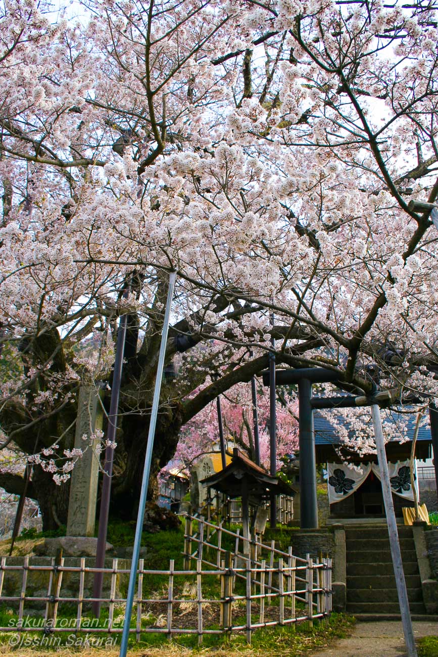 素桜神社の鳥居越しに咲く神代桜。長野市泉平の山里に残るスサノオ伝説ゆかりの古木の一本桜。