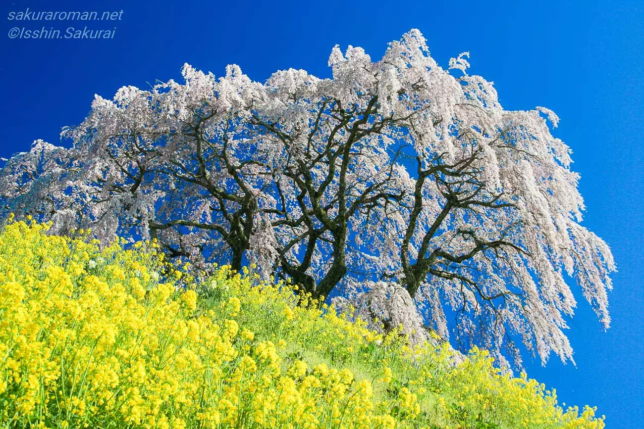 【極美品】吉村楽入作　枝垂れ桜　 　　8枚セット 芹ヶ沢桜｜福島県三春町、磐越道から見える丘の上の紅枝垂れ一本桜