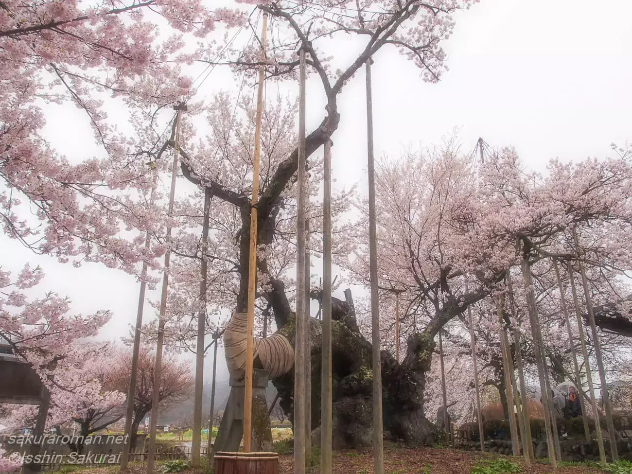 日本の一本桜の長老ランキング13選｜千年を超えて咲く名桜 | 桜浪漫