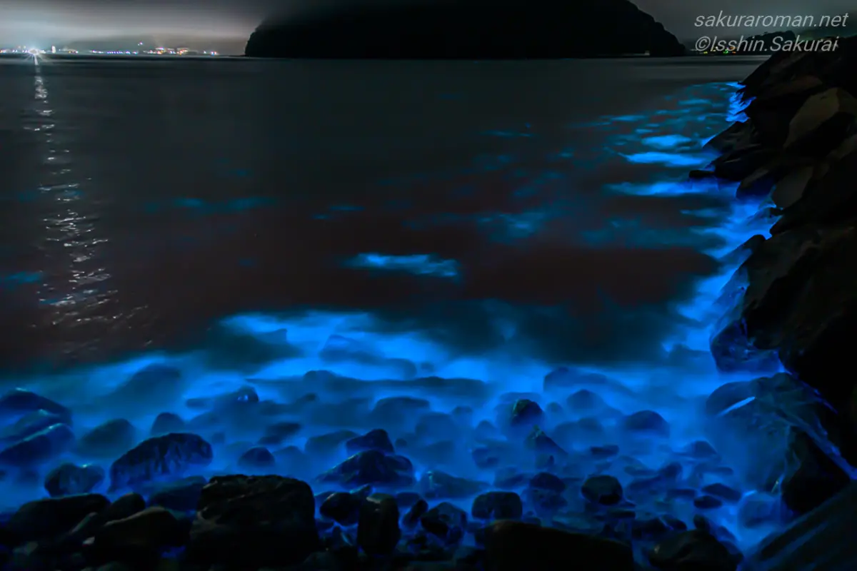 静岡県沼津市の岩場に打ち寄せる波で青く輝く夜光虫