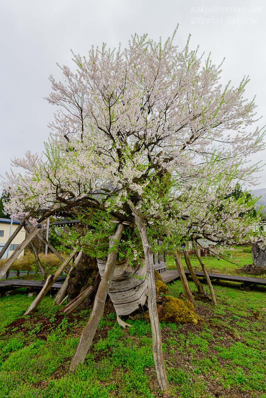 多くの支柱に支えられながら花を咲かせる薬師ザクラの全景