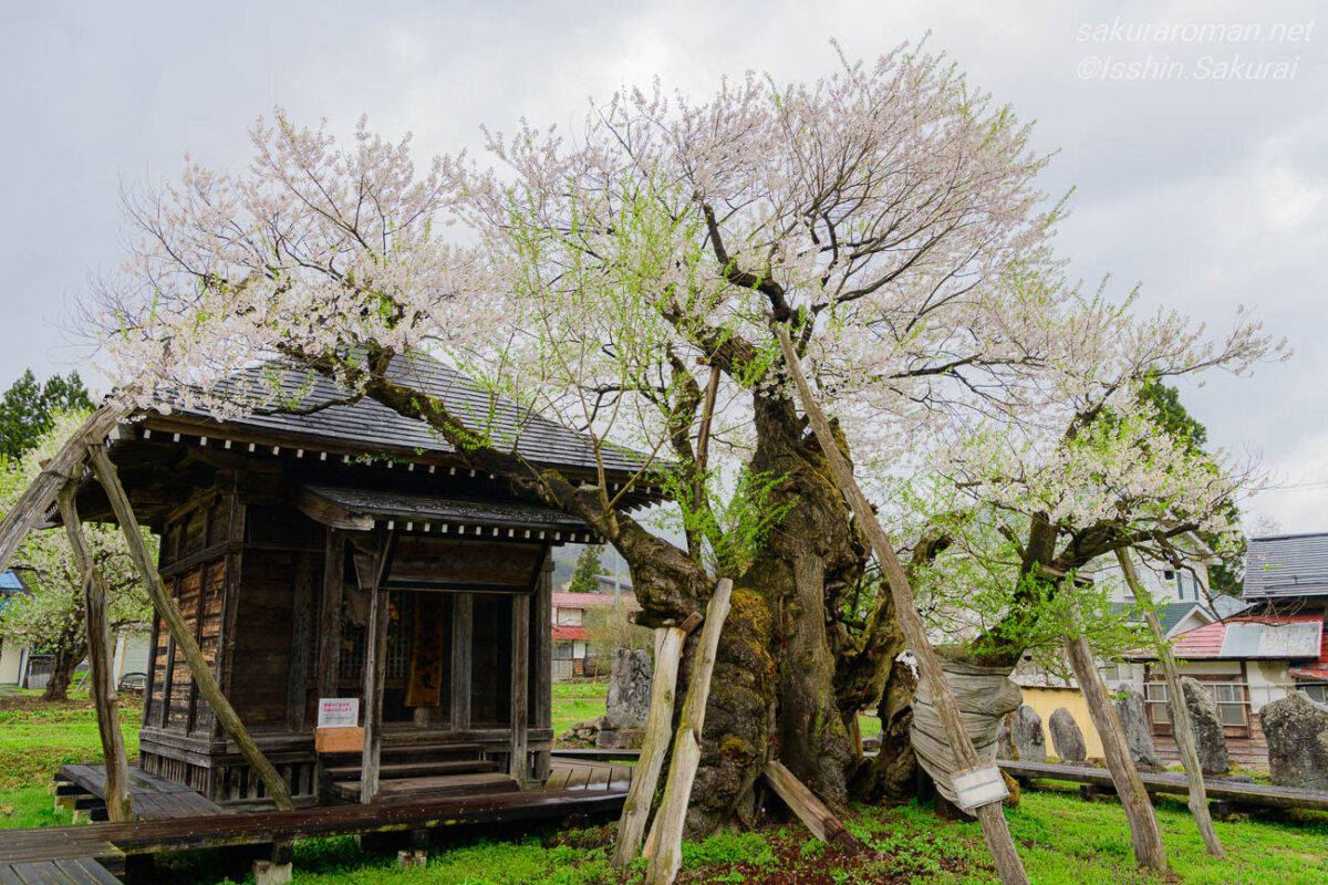 小さな薬師堂の隣で花を咲かせる白鷹町の薬師ザクラ