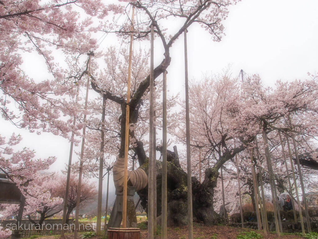 実相寺の山高神代桜。空へ伸びる主幹と複数の太枝を支える支柱が林立し、古木の幹には保護の布巻き。背景まで淡い桜色で埋まる春景
