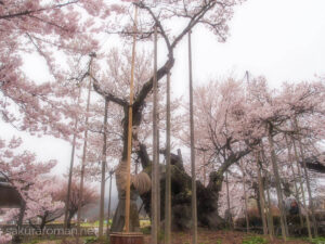実相寺の山高神代桜。空へ伸びる主幹と複数の太枝を支える支柱が林立し、古木の幹には保護の布巻き。背景まで淡い桜色で埋まる春景