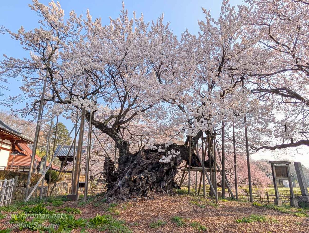 満開の花を咲かせる山高神代桜。古い幹と支柱が、長い年月を生きてきた姿を物語っています。