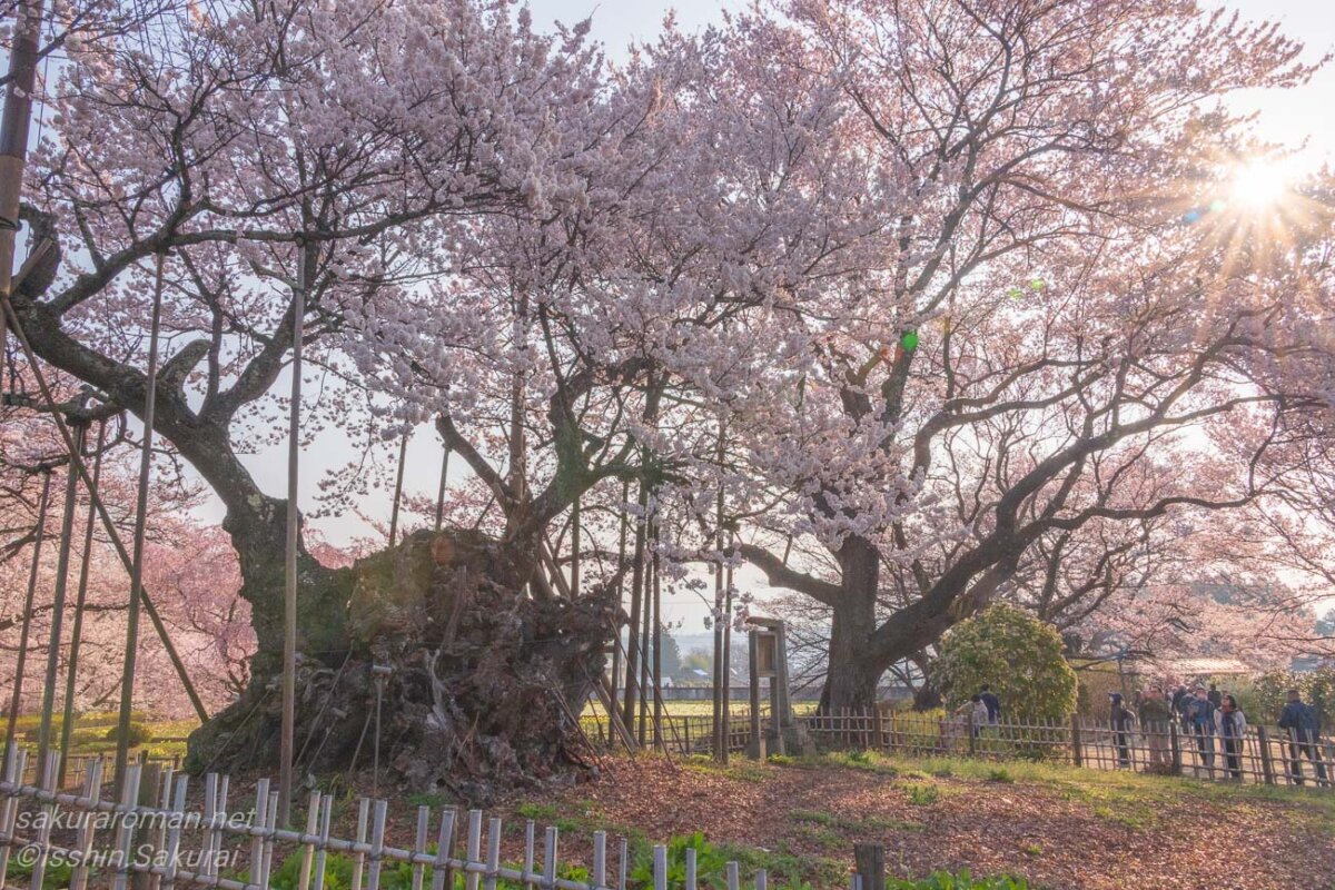 春の午後、逆光に照らされた山高神代桜。枝ぶりと花の重なりが、長い年月を感じさせます。
