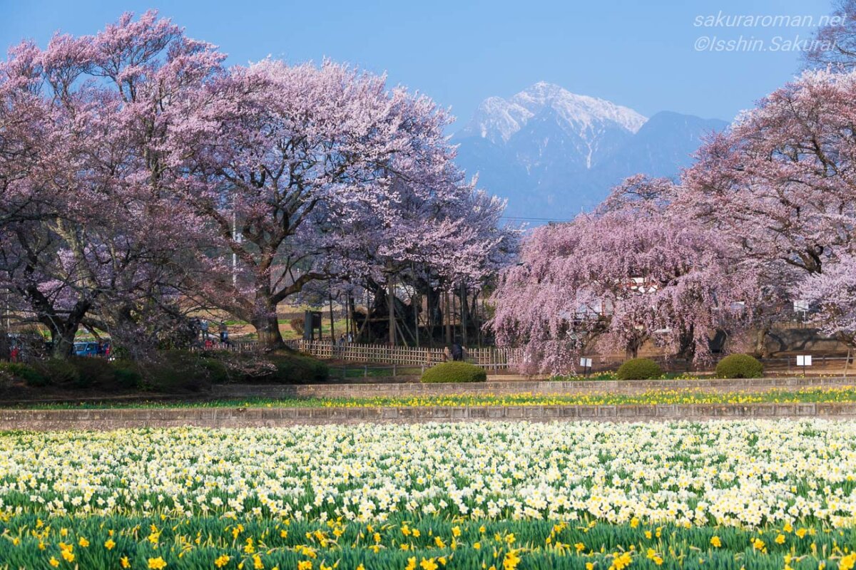 山高神代桜周辺に咲く桜と水仙、雪を残す南アルプスの風景