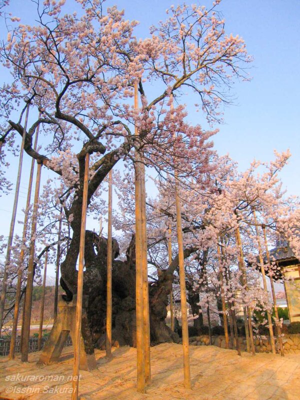 日本三大桜のひとつ山高神代桜。支柱に支えられながらも空へ力強く伸びる朝の光景